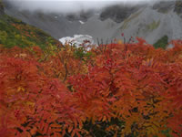 真紅に