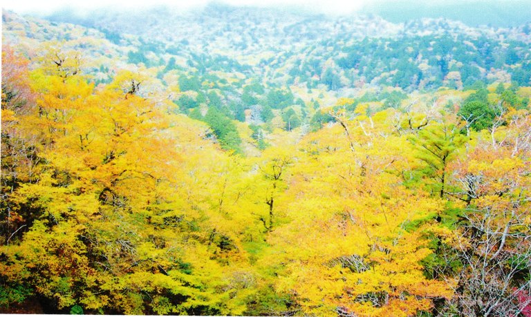 大台ケ原の紅葉