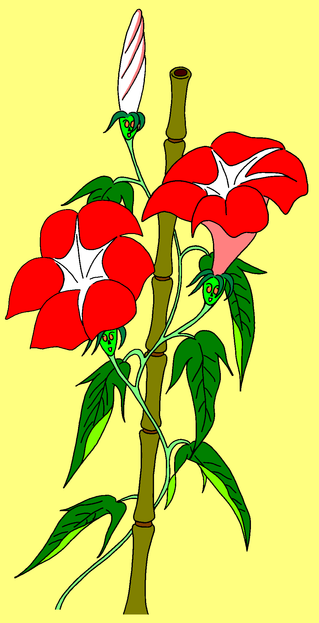 Morning Glory