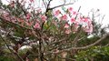 20120213071_980_