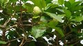 20120214038_980_