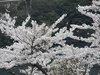 20120413048