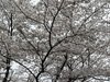 20120413043