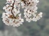 20120413051
