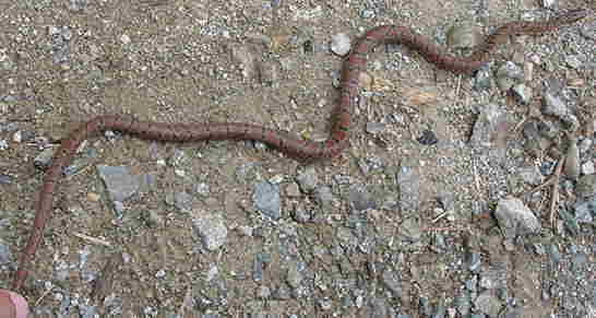 アオダイショウの幼蛇も体の模様がよく似ていますが