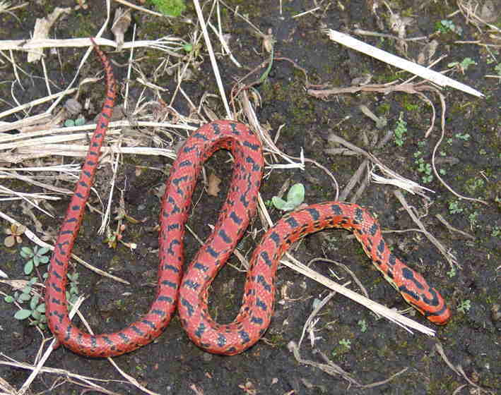 アオダイショウの幼蛇も体の模様がよく似ていますが