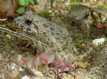 ツチガエルとヌマガエル