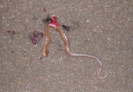 これがジムグリの幼蛇です