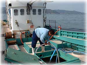 海水をポンプで汲み上げ