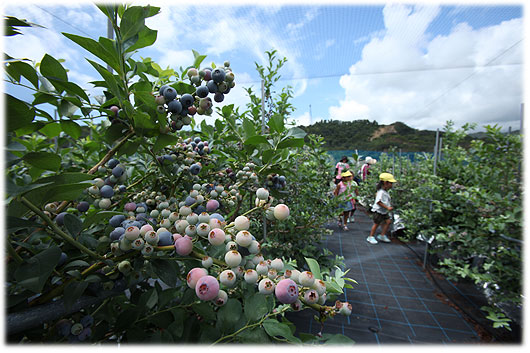 �u���[�x���[�̃|�b�g�͔|