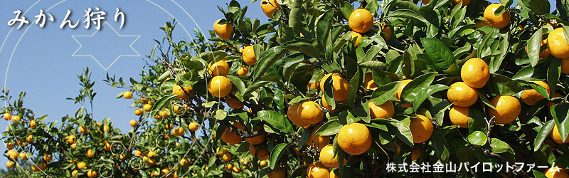 �݂�����